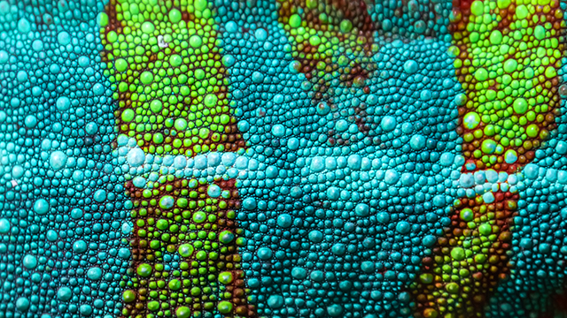 Detailed close-up of the skin of a Panther Chameleon