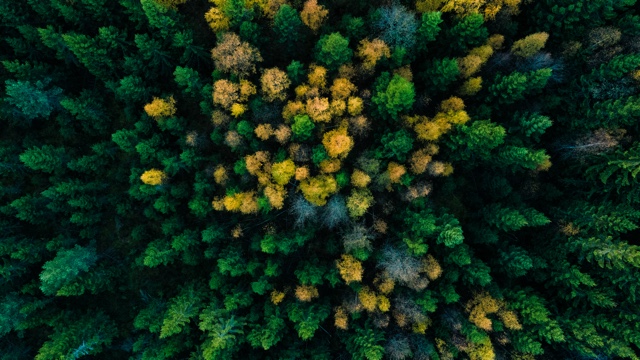 Aerial view of tops of trees